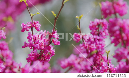 Pink Flowers On Judas Tree. Commonly Known As The Judas Tree Is A Small Deciduous Tree. Close up. Pink Flowers On Judas Tree. Commonly Known As The Judas Tree Is A Small Deciduous Tree. Close up. 118711813