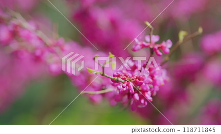 The Deep Pink Flowers. Judas Tree - Cercis Siliquastrum Branch In Full Bloom With Pink Flowers. Close up. 118711845