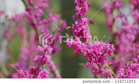 Pink Flowers On Redbud Tree. Pink Flowers Of Cercis Siliquastrum - Judas Tree In Spring. Close up. Pink Flowers On Redbud Tree. Pink Flowers Of Cercis Siliquastrum - Judas Tree In Spring. Close up. 118711855