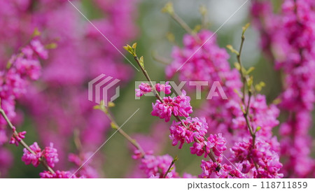 Deep Pink Flowers Of Judas Tree. Pink Pea Shaped Flower Clusters During Summer Season. Close up. Deep Pink Flowers Of Judas Tree. Pink Pea Shaped Flower Clusters During Summer Season. Close up. 118711859
