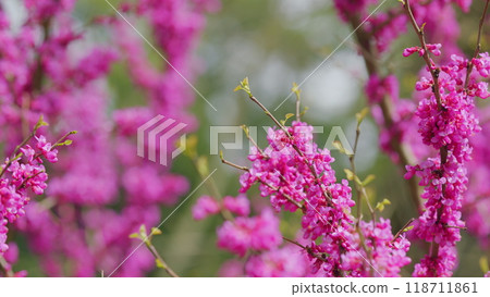 Pink Branch Of Redbud In Full Bloom. Scientific Name Cercis Siliquastrum. Close up. Pink Branch Of Redbud In Full Bloom. Scientific Name Cercis Siliquastrum. Close up. 118711861