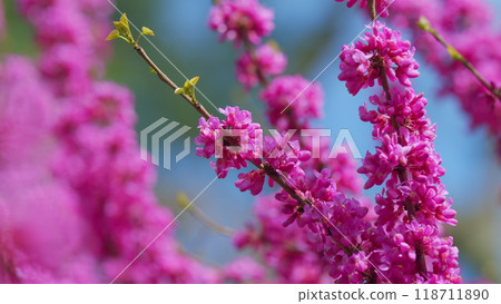 Cercis Siliquastrum Or Judas Tree. Spring Ornamental Plant Is Illuminated By The Sun. Close up. Cercis Siliquastrum Or Judas Tree. Spring Ornamental Plant Is Illuminated By The Sun. Close up. 118711890
