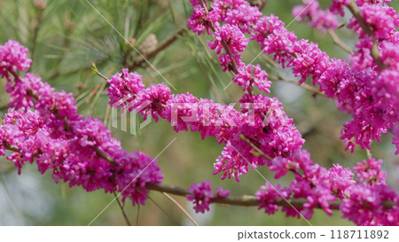 Blooming Purple Cercis Siliquastrum. Mature Branch. Spring Blossom Background. Close up. 118711892