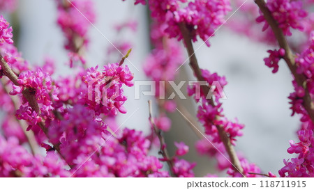 Purple Flowers On The Twigs. Small Deciduous Tree In The Flowering Plant Family Fabaceae. Close up. 118711915