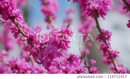 Judas Tree In Blossom. Vivid Colors And Soft Blurry Background. Close up. Judas Tree In Blossom. Vivid Colors And Soft Blurry Background. Close up. 118711917