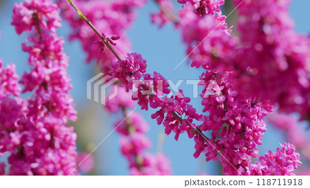 European Cercis Or Judas Tree And European Scarlet. Cercis Siliquastrum Branches With Pink Flowers In Spring. Close up. European Cercis Or Judas Tree And European Scarlet. Cercis Siliquastrum Branches With Pink Flowers In Spring. Close up. 118711918