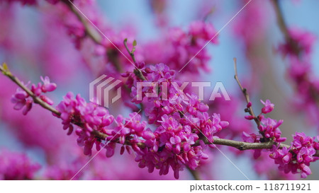 Blooming Pink Flowers Of A Judas Tree. European Tsertsis. Plant Of A Family Of Legume Tsercis Blossoms. Close up. Blooming Pink Flowers Of A Judas Tree. European Tsertsis. Plant Of A Family Of Legume Tsercis Blossoms. Close up. 118711921