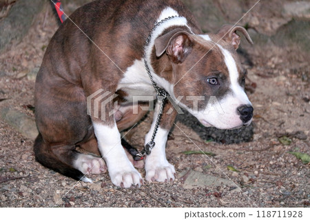 Pit BullFamily DogPetPet Dog Pit BullFamily DogPetPet Dog 118711928