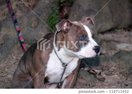 Pit BullFamily DogPetPet Dog Pit BullFamily DogPetPet Dog 118711932