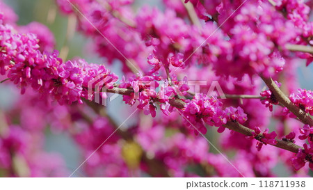 Pink Flowers On Redbud Tree. Pink Flowers Of Cercis Siliquastrum - Judas Tree In Spring. Close up. 118711938