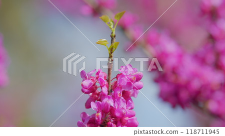 Blooming Judas Tree. Commonly Known As The Judas Tree Is A Small Deciduous Tree. Close up. Blooming Judas Tree. Commonly Known As The Judas Tree Is A Small Deciduous Tree. Close up. 118711945