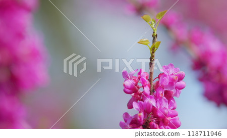 Cercis Siliquastrum Or Judas Tree Pink Flowers During Spring Season. The Deep Pink Flowers. Close up. 118711946