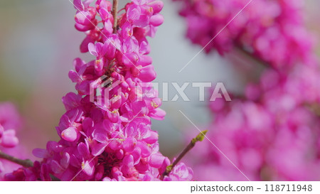 Cercis Siliquastrum Or Judas Tree. Spring Ornamental Plant Is Illuminated By The Sun. Close up. 118711948