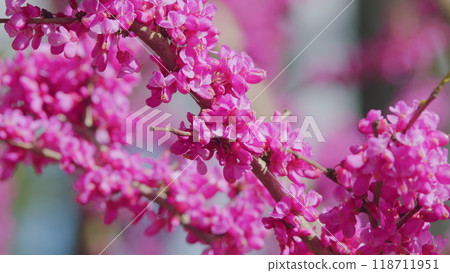 Eastern Redbud Tree Blossoms In Spring Time. Cercis Siliquastrum Blooming On Easter In April. Close up. 118711951