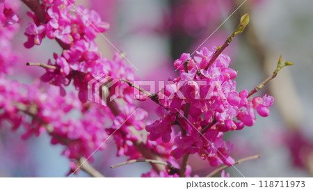 Judas Tree In Blossom. The Deep Pink Flowers. It Is Native To Southern Europe And Western Asia. Close up. 118711973