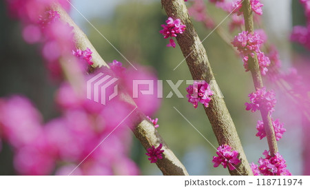 Purple Flowers On The Twigs. Small Deciduous Tree In The Flowering Plant Family Fabaceae. Close up. 118711974