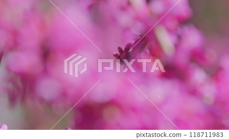 Blooming Pink Flowers Of A Judas Tree. European Tsertsis. Plant Of A Family Of Legume Tsercis Blossoms. Close up. Blooming Pink Flowers Of A Judas Tree. European Tsertsis. Plant Of A Family Of Legume Tsercis Blossoms. Close up. 118711983