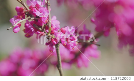 Beautiful Pink Purple Blossom Branches Of Judas Tree. Cercis Siliquastrum In Spring Park. Close up. 118712003