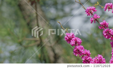 Cercis Siliquastrum Branches With Pink Flowers In Spring. Cercis Is A Tree Or Shrub. Close up. Cercis Siliquastrum Branches With Pink Flowers In Spring. Cercis Is A Tree Or Shrub. Close up. 118712028