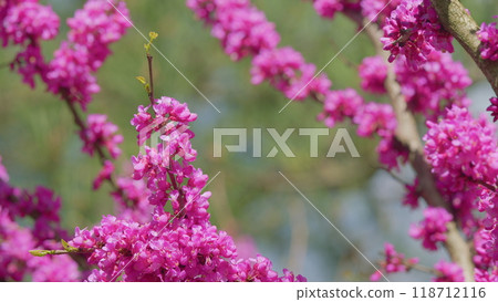 Judas Tree Or European Redbud. The Flowering Plant Family Fabaceae. Pink Redbud Rising Flowers. Close up. 118712116