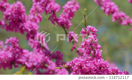 Deep Pink Flowers Of Judas Tree. Pink Pea Shaped Flower Clusters During Summer Season. Close up. Deep Pink Flowers Of Judas Tree. Pink Pea Shaped Flower Clusters During Summer Season. Close up. 118712117