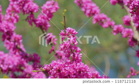 Cercis Siliquastrum In Bloom. Beautiful Redbud Tree Blooming In Pink And Purple Tones Branches. Close up. Cercis Siliquastrum In Bloom. Beautiful Redbud Tree Blooming In Pink And Purple Tones Branches. Close up. 118712118