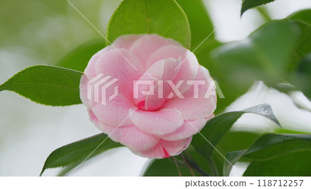 Pink Camellia Japonica. April Dawn Blush. Species Of Camellia. Rose Form Flower In Garden Bloom Under Sun. Close up. 118712257