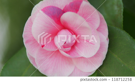 Camellia Japonica Is In Bloom. April Dawn Blush Pink Flower. Flower Of Camellia. Close up. 118712258