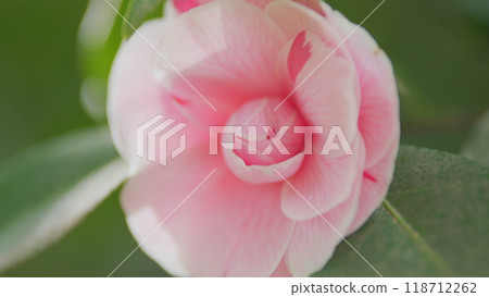 Blossoms Of April Dawn Blush. Camellia Japonica Pink Evergreen Shrub With Beautiful White And Yellow Flowers. Close up. 118712262