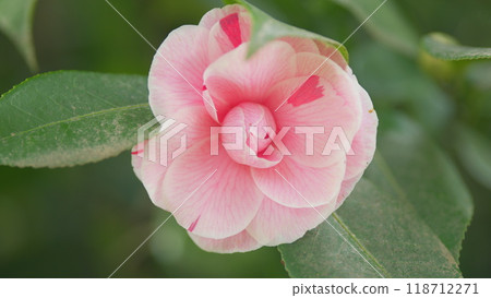 Blossom Of Camelia Japonica April Dawn Blush. Pink Perfect Camellia Flower. Flower Of White Camellia Japonica. Close up. Blossom Of Camelia Japonica April Dawn Blush. Pink Perfect Camellia Flower. Flower Of White Camellia Japonica. Close up. 118712271