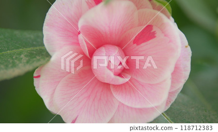 Blossoming Of Camellia Tree. Flowering Plant Genus In Family Theaceae. April Dawn Blush. Close up. Blossoming Of Camellia Tree. Flowering Plant Genus In Family Theaceae. April Dawn Blush. Close up. 118712383