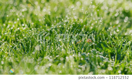 Beautiful Fresh Wet Green Grass. Summer Rain Drips Green Grass Summer Field Raindrops Sunset. Static. Beautiful Fresh Wet Green Grass. Summer Rain Drips Green Grass Summer Field Raindrops Sunset. Static. 118712552