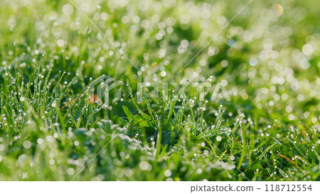 Blurred Grass Background With Water Drops. Dew Drops On Green Grass. Lush Foliage Meadow Under Warm Sunlight. Pan. 118712554