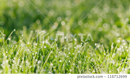 Nature Background. Green Grass With Dew Drops. Drops Of Dew On A Green Grass. Pan. 118712699