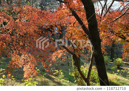 Kakio Village enveloped in autumn leaves Kakio Village enveloped in autumn leaves 118712710