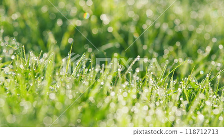 Fresh Green Grass With Dew Drops. Fresh Green Grass With Dew Drops In Sunshine On Autumn And Bokeh. Pan. Fresh Green Grass With Dew Drops. Fresh Green Grass With Dew Drops In Sunshine On Autumn And Bokeh. Pan. 118712713