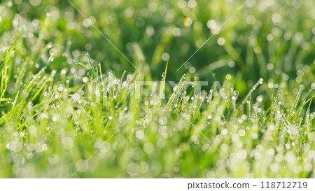 Freshness Of Spring. Shiny Raindrops On Lushly Growing Garden Grass On A Sunny Day. Pan. Freshness Of Spring. Shiny Raindrops On Lushly Growing Garden Grass On A Sunny Day. Pan. 118712719