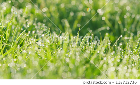 Fresh Morning Dew On Spring Grass. World Environment Day. Nature Backgrounds. Blur. 118712730