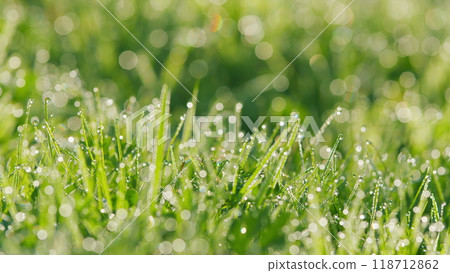 Abstract Lush Green Grass On Meadow With Drops Of Water. Fresh Green Grass Background In Sunny Summer Day. Pan. 118712862