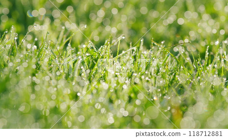Water Drops On Green Grass. Fresh Morning Dew In Juicy Wet Green Grass. Spring Or Summer Background. Rack focus. Water Drops On Green Grass. Fresh Morning Dew In Juicy Wet Green Grass. Spring Or Summer Background. Rack focus. 118712881