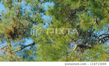 Branch Of Pine Tree With Needles And Pine Cones. Long Pine Needles With Cones. Still. 118713094
