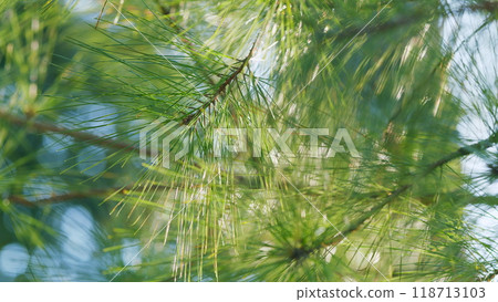 Green Coniferous Branch Of A Tree. Wind Sways In The Forest Green Sharp And Long Needles. Bokeh. Out of focus. 118713103