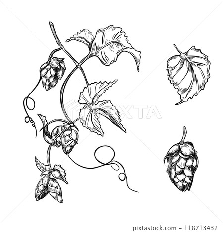 Hop vine, humulus cone black white graphic vector illustration isolated. Hop cones branch leaves monochrome painted in line art botanical sketch for design beer label, herbal packaging, Oktoberfest. 118713432