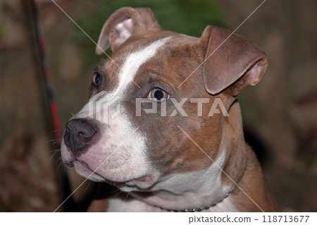 Pit BullFamily DogPetPet Dog 118713677