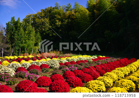 土屋的札魯菊（神奈川縣平塚市） 118713958