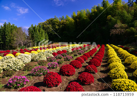 土屋的札魯菊（神奈川縣平塚市） 118713959