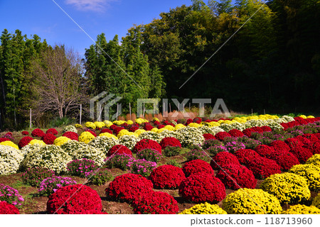 土屋的札魯菊（神奈川縣平塚市） 118713960