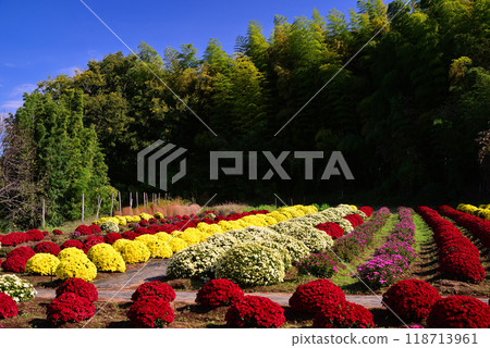 土屋的札魯菊(神奈川縣平塚市) 土屋的札魯菊(神奈川縣平塚市) 118713961