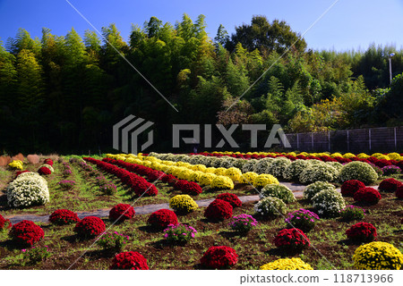 土屋的札魯菊（神奈川縣平塚市） 118713966