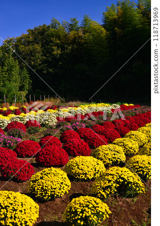 土屋的札魯菊（神奈川縣平塚市） 118713969